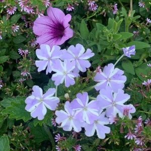 Meet your Posher, Ihsan